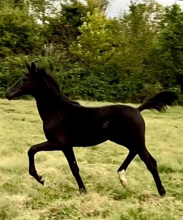 Glücksperle RSW black foal cantering in pasture