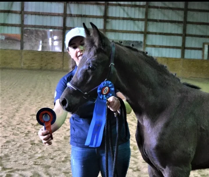 Glücksfreude RSW with handler and blue ribbon in indoor arena