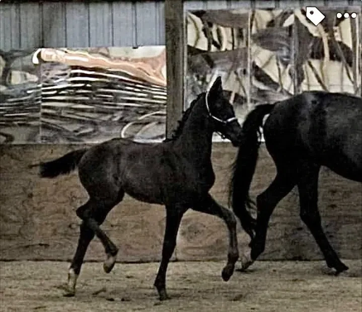 Glücksfee RSW foal with mare