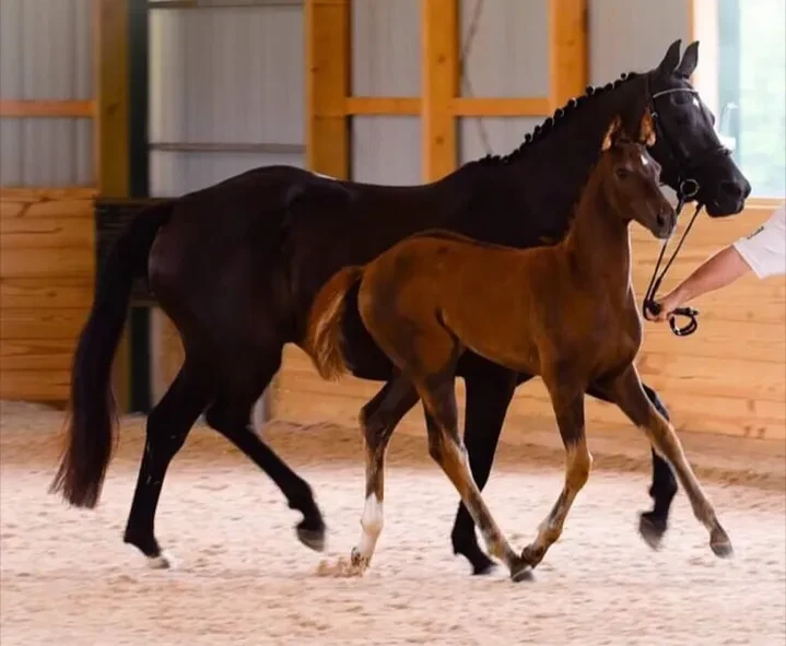 Dahlia RSW mare and foal in arena
