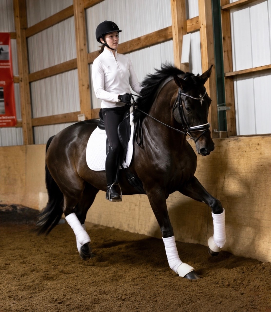 Royal Heiress being ridden in indoor arena