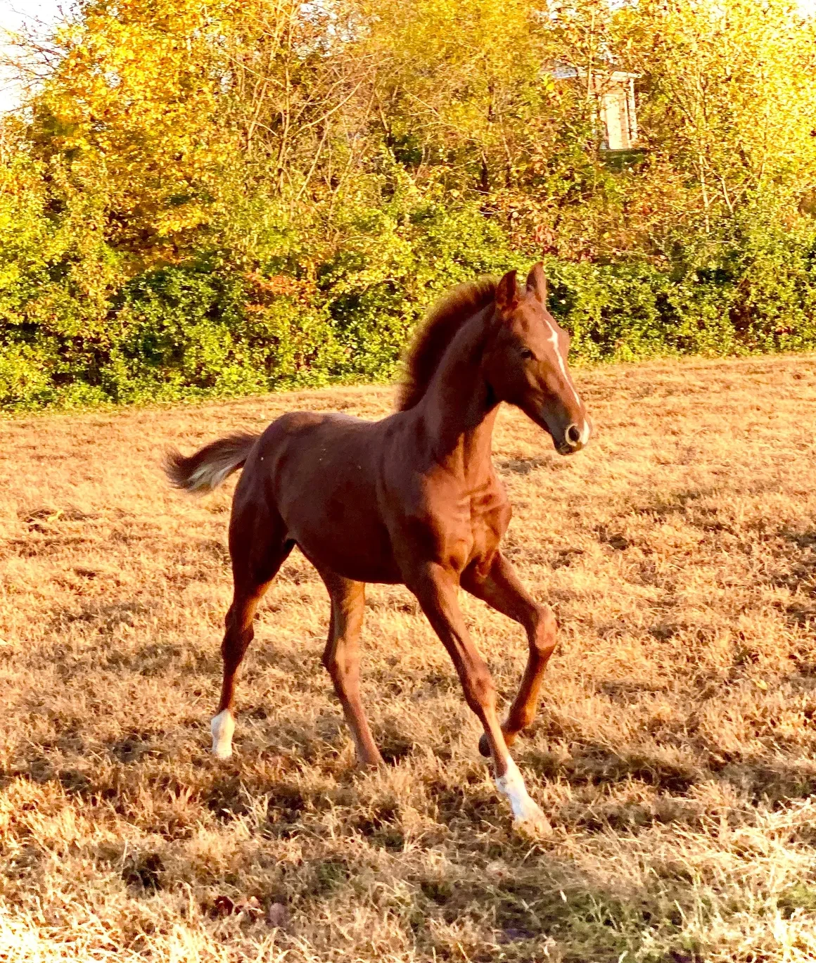 Secret Obsession RSW foal cantering in pasture