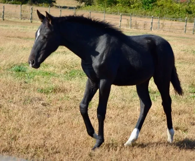Märchenblitz RSW black foal trotting in pasture