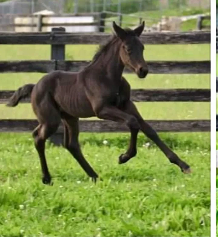 Shannel FF dark foal cantering in green pasture