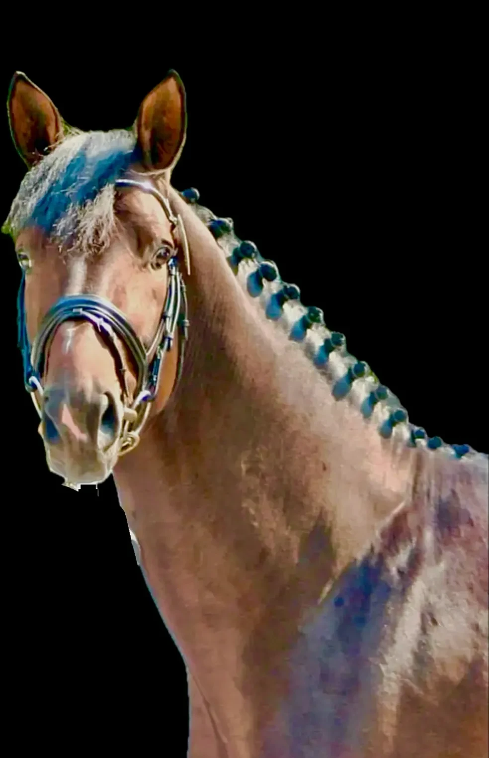 Hemmingway OLD head portrait with blue braids on black background