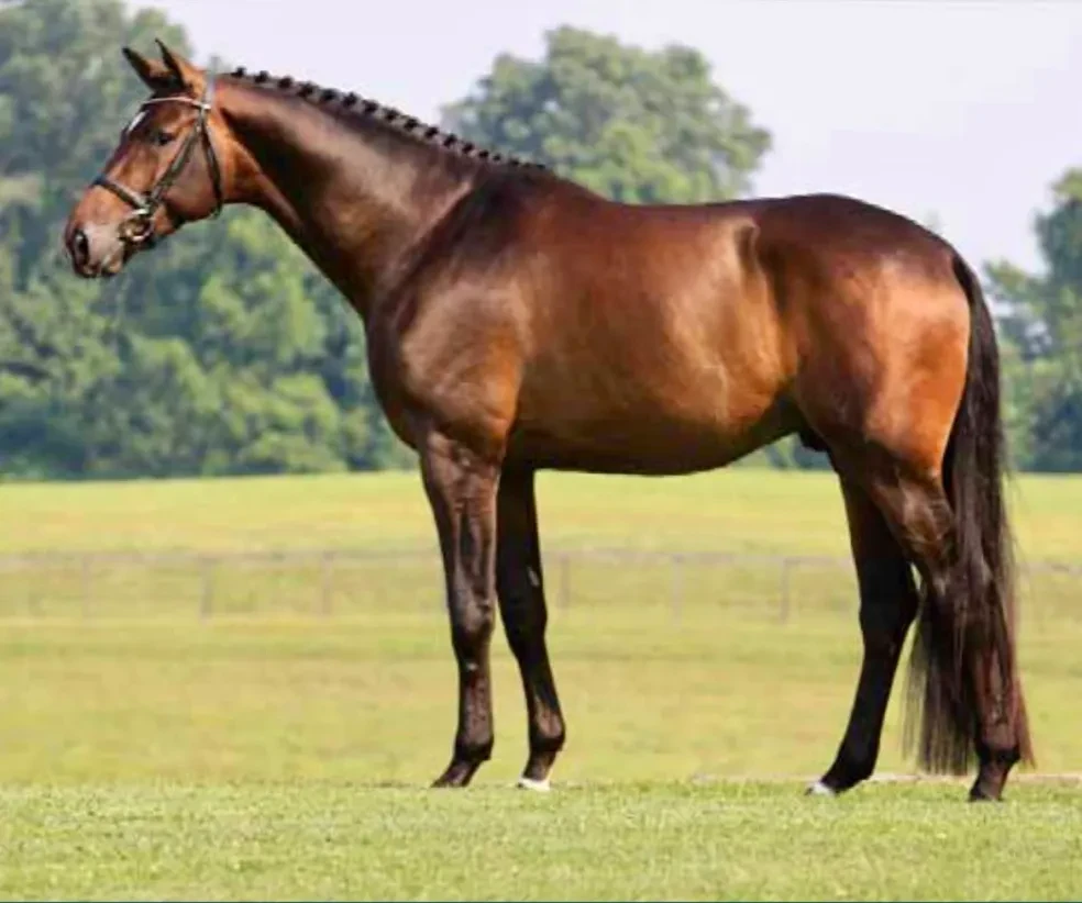 Hemmingway OLD standing in field