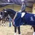 Hemmingway OLD at show with blue blanket