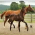 Hemmingway OLD offspring trotting