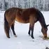 Hemmingway's Valentine offspring