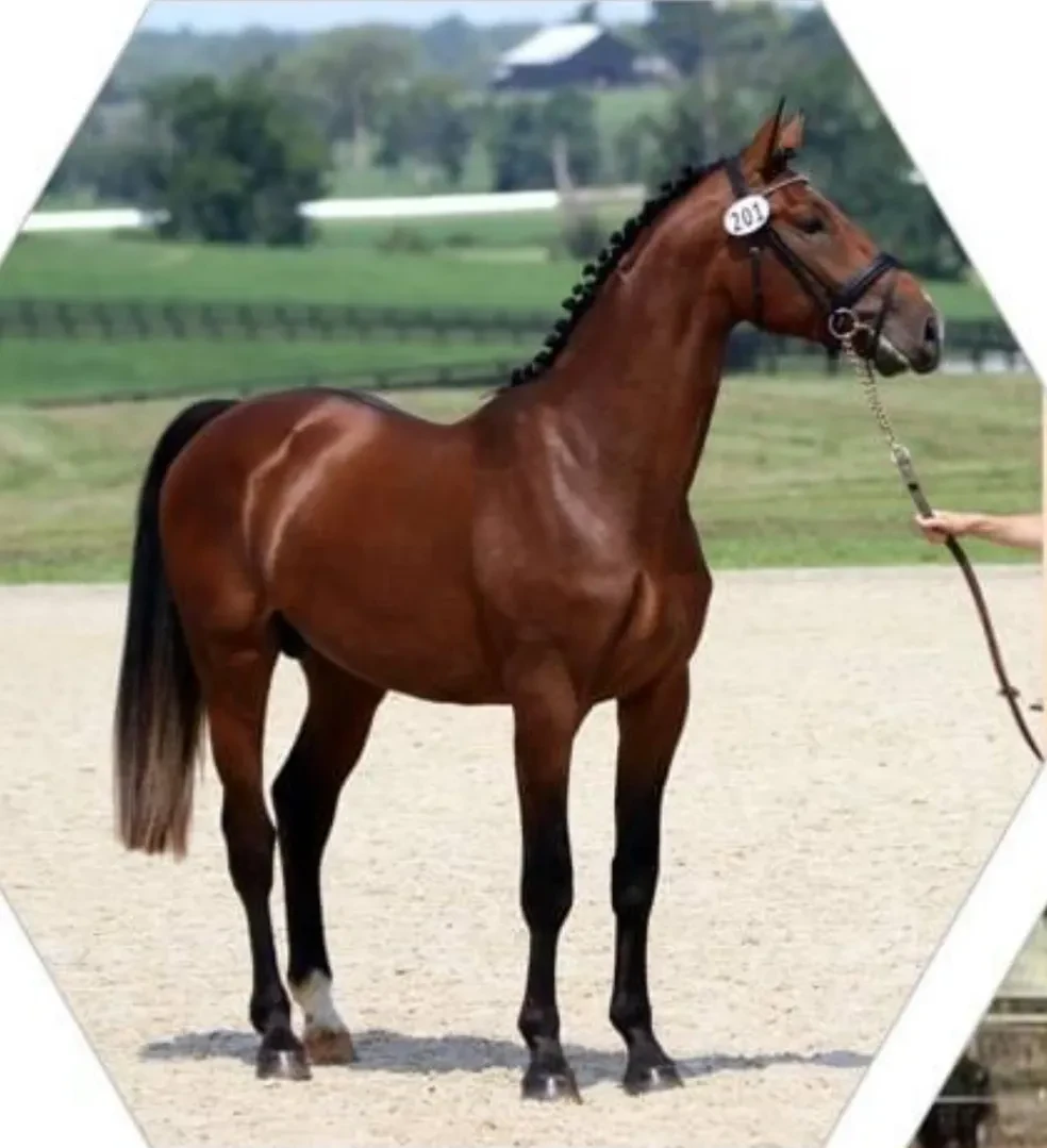 Hemmingway OLD offspring at show