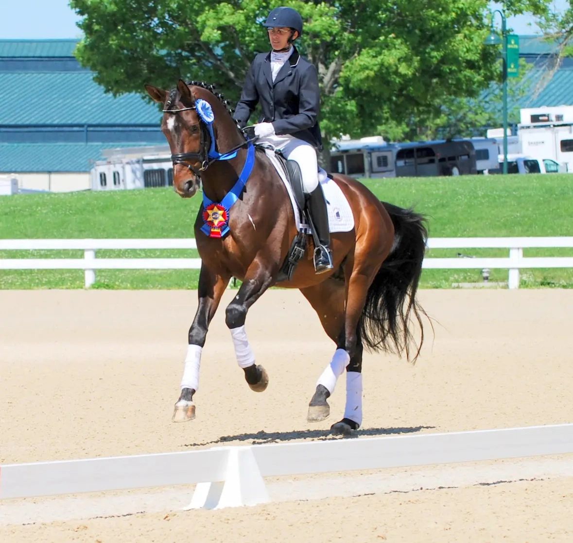 Hemmingway OLD warmblood stallion